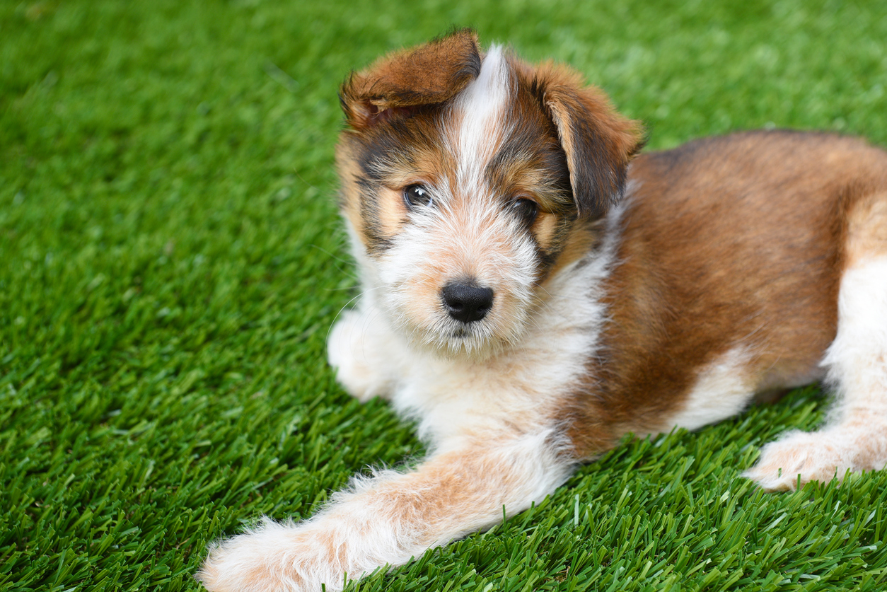Puppy lying in artificial grass