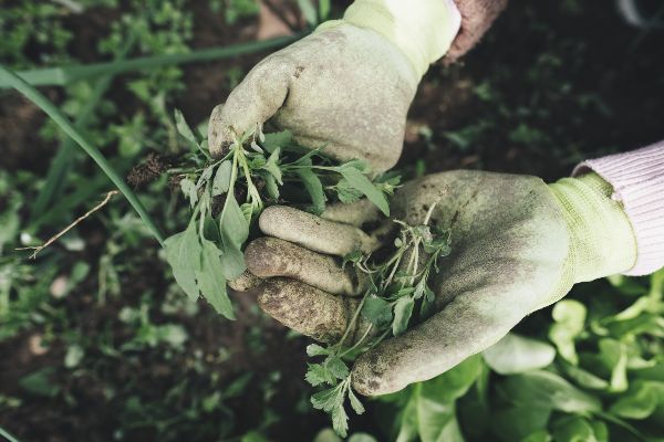 weeding lawns and plant beds