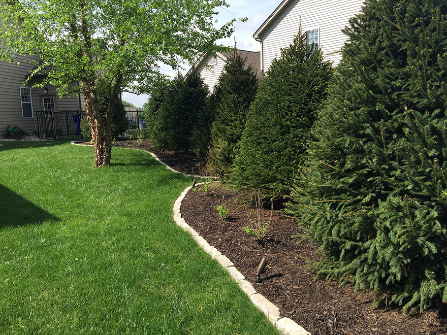 Best Trees To Plant For Year Round Privacy Flora Design Landscape Best Trees To Plant For Year Round Privacy Flora Design Landscape