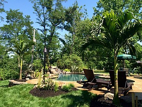 lush palms surround pool and lounge in a tropical hideaway