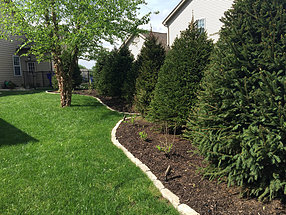 landscape design, hardscape, st. louis landscape, privacy, evergreens