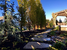 landscape design, hardscape, st. louis landscape, pathway, groundcover, creeping jenny