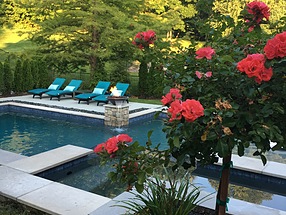 landscape design, st. louis landscape, pool, rose tree