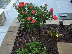 landscape design, st. louis landscape, rose tree, butterfly bush