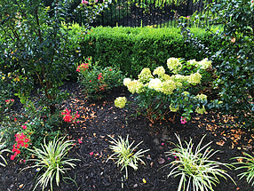 landscape design, st. louis landscape, hydrangea, liriope, drift rose, color