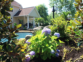 landscape design, lighting, st. louis landscape, tiki torches, pool, hydrangea, tropical