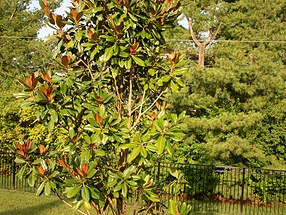 landscape design, st. louis landscape, bracken magnolia tree