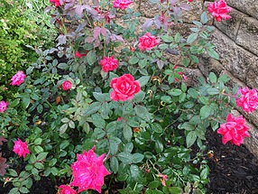 landscape design, st. louis landscape, knockout rose, irrigation