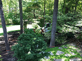 landscape design, st. louis landscape, tree transplant